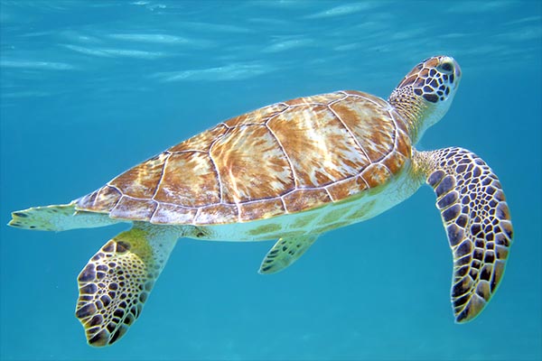 a green sea turtle returning to the surface for air