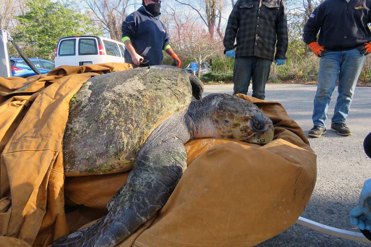 Mature cold-stunned male loggerhead rescued in November, 2020