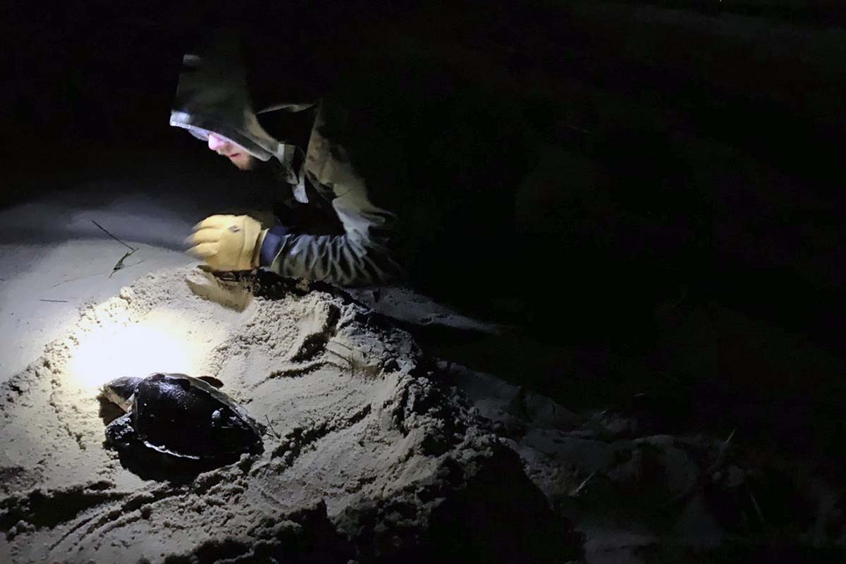 Night rescue of a Kemp’s Ridley Photo credit Heather Diaz 