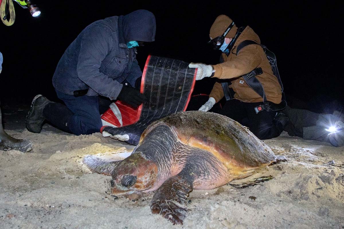 A live, cold-stunned loggerhead being rescued. Photo credit William Freedberg