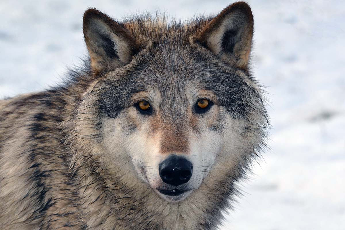 North American wolf
