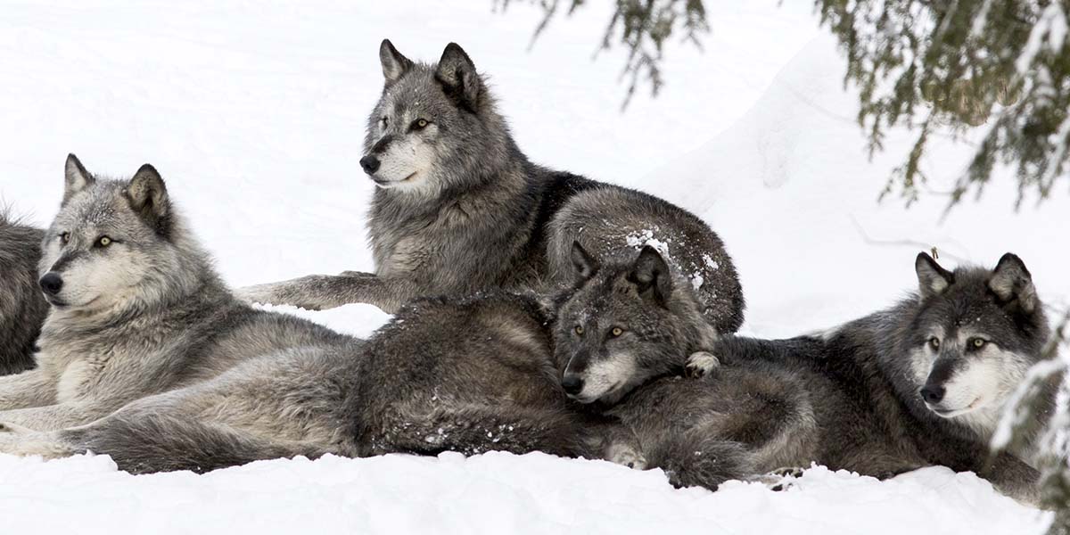Northwestern wolf pack in winter
