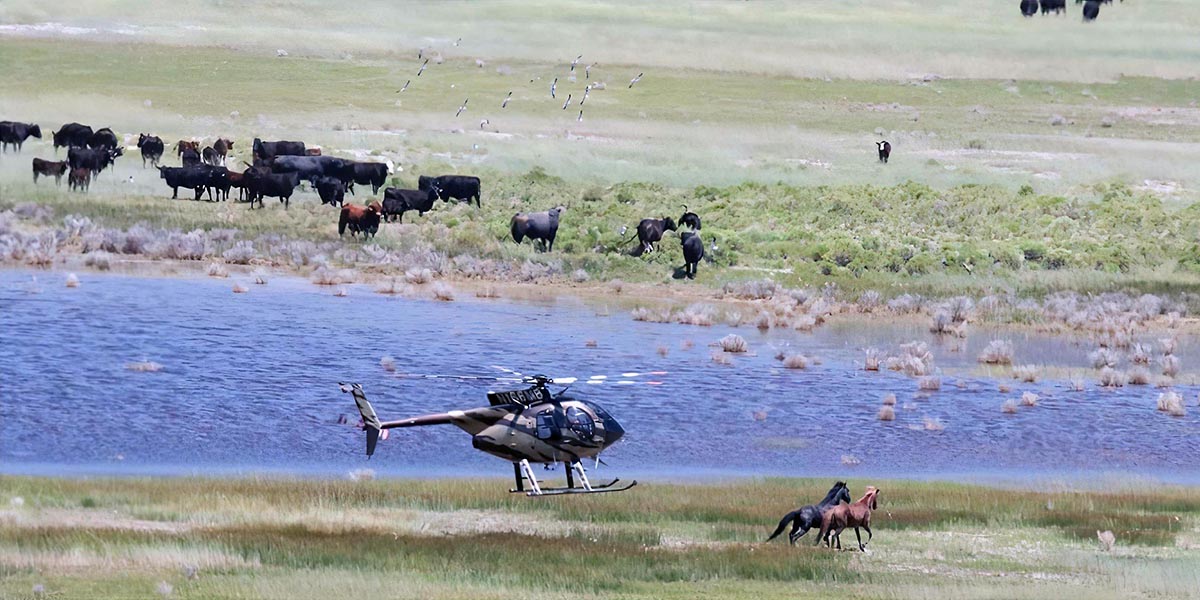 Helicopter chases wild horses as cows graze.  Photo: American Wild Horse Campaign