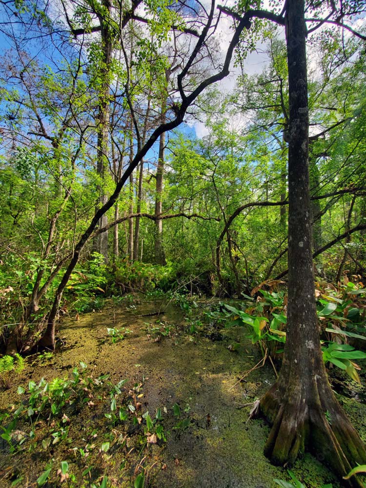 Florida Everglades Audobon Corkscrew Swamp Sanctuary