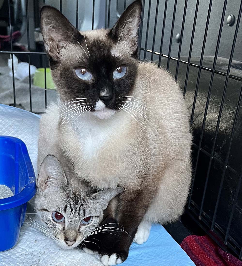 Rescued from a certain death in the Everglades, these bonded sisters are on their way to a new, loving, safe, and forever home, thanks to funds provided by the Everglades Animal Coalition.  Photo: Barbi Moline, Nala’s New Life Rescue