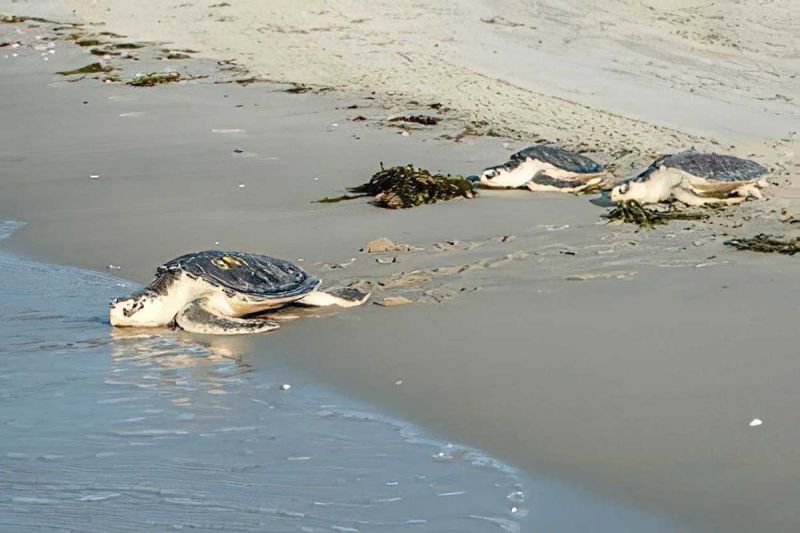 2023-10-01-2019-four-ridleys-and-2-ccs-released-at-west-dennis-beach-karen-strauss-4x-1200x800-800-600-80