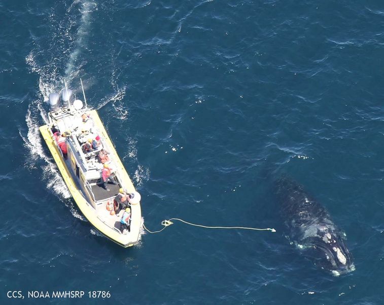 2023-10-01-egno-2310-and-ibis-from-skymaster-100919-ccs-noaa-permit-18786-2x-1200w-800-600-80