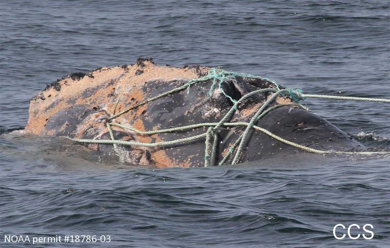2023-10-01-egno-3125-080219-entangled-head-ccs-noaa-permit-18786-03-2x-1200w-800-600-80