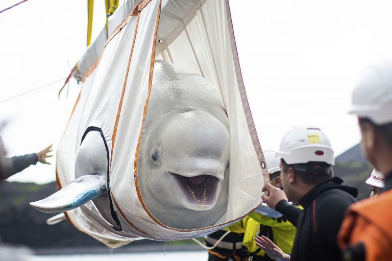 2023-10-01-gfas-beluga-whale-sanctuary-moving-belugas-1200w-800-600-80