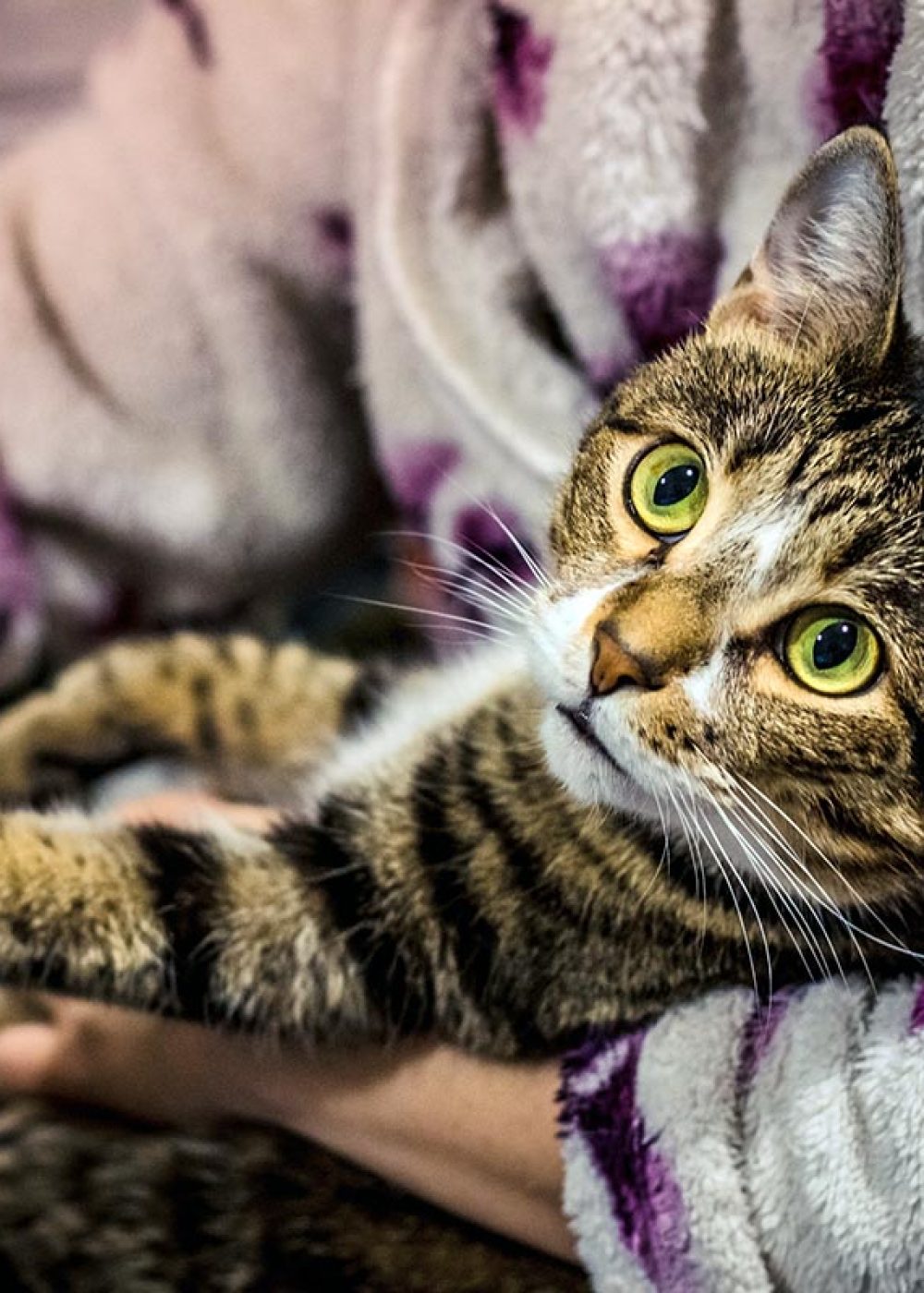 Bengal cat sits on the hands of its owner as a child