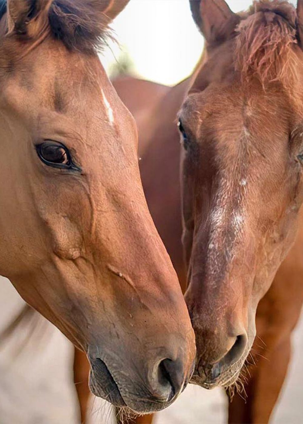 our-priorities-two-horses-01-1200x800